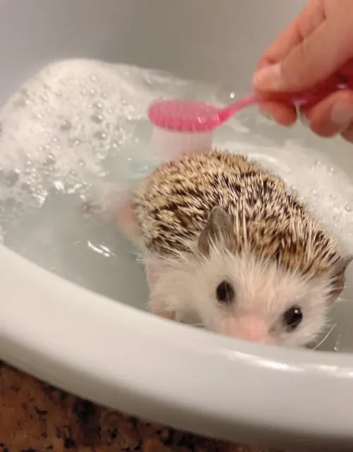 Hedgehog pet animals brush spines shower clean tool face brush gifts