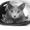 Felt Cat Tunnel, Cat Carpet, Interactive Felt Cat Toy, Fun Toys for Bored Cats, Ripple Rug for Cats, 4 Way Cat Tunnel for Active Cats ( Black and White)