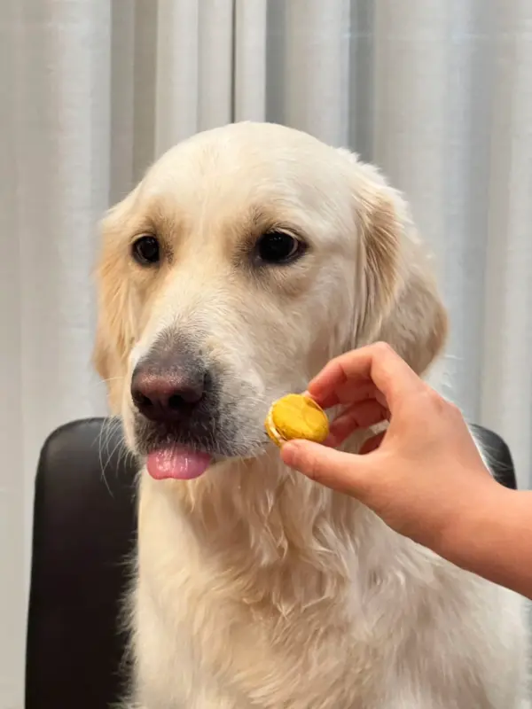 Mini Macaron Dog Treats Cat Treats, Made with real chicken healthy pet treats (12pcs mixed color) - Image 3