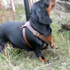 Accessories for Pets: Harness for dog. Dachshund - Image 2
